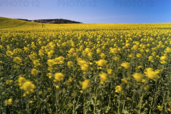 Blooming field of rapeseed (Brassica napus), Ruegen Island, Mecklenburg-Western Pomerania, Germany