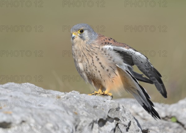 Common Kestrel (Falco tinnunculus) male perched on a rock, Wales, United Kingdom