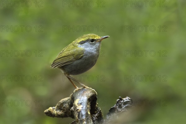 Grey-bellied Tesia (Tesia cyaniventer), Bidoup National Park, Vietnam