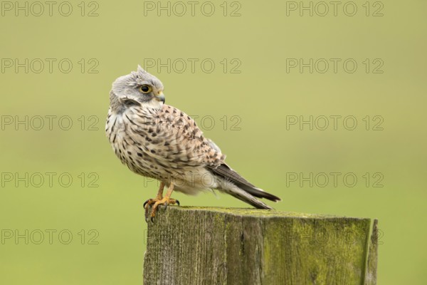 Torenvalk; Common Kestrel; Falco tinnunculus;