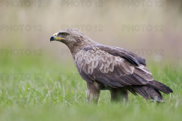 Lesser Spotted Eagle (Clanga pomarina) on grassland, Poland