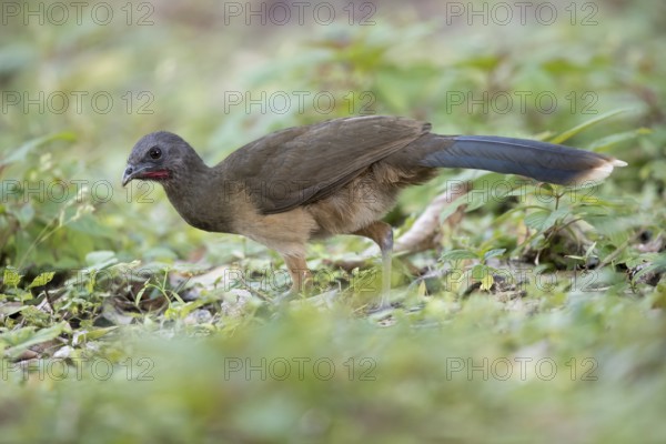 Plain Chachalaca (Ortalis vetula pallidiventris) foraging, Peten Yaxha, Guatemala