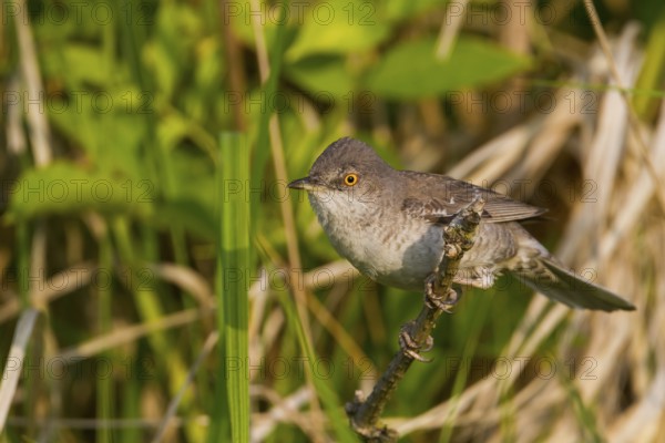 Barred Warbler - Sperbergrasmücke - Sylvia nisoria ssp. nisoria, Austria, adult male