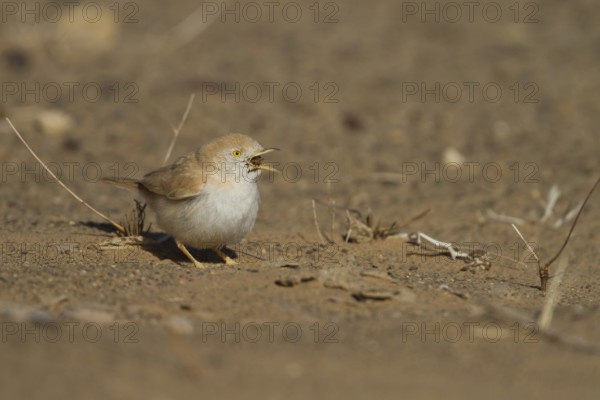 African Desert Warbler - Saharagrasmücke - Sylvia deserti, Morocco