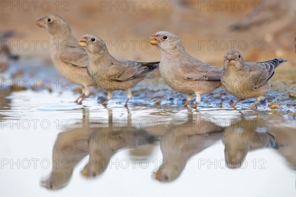 Wüstengimpel, Trumpeter Finch, Rhodopechys githaginea, Roselin githagine, Bouvreuil githagine, Camachuelo Trompetero