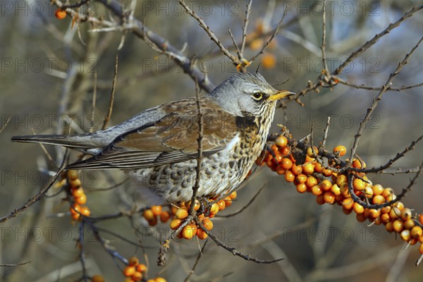 Fieldfare (Turdus pilaris) perched in Common sea buckthorn (Hippophae rhamnoides) shrub, Mecklenburg-Western Pomerania, Germany