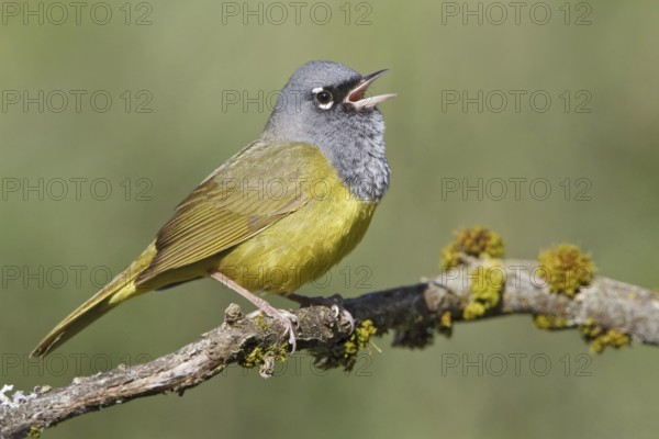 MacGillivray's Warbler (Geothlypis tolmiei) singing, British Columbia, Canada