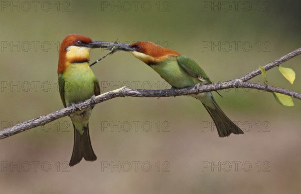 Chestnut-headed Bee-eater (Merops leschenaulti) displaying, perched on a branch, Penang, Malaysia