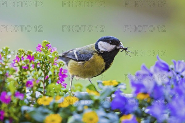 Great Tit (Parus major) with a fly in its beak, Baden-Wuerttemberg, Germany