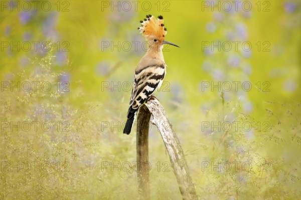 Hoopoe, Upupa epops, nice orange bird with crest sitting by the violet flower on the summer meadow, Hungary. Beautiful bird in the nature habitat, wildlife Europe