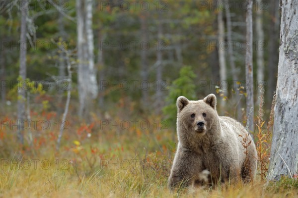 Wildlife scene from Finland near Russia bolder. Autumn forest with bear. Beautiful brown bear walking around lake with autumn colours. Dangerous animal in nature forest and meadow habitat