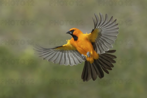 Altamira Oriole (Icterus gularis) flying, Texas, USA