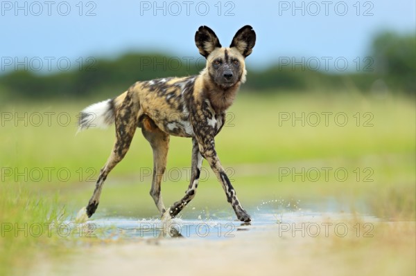 African wild dog, Lycaon pictus), walking in the water on the road. Hunting painted dog with big ears, beautiful wild anilm in habitat. Wildlife nature, Moremi, Botswana, Africa. Animal, green grass