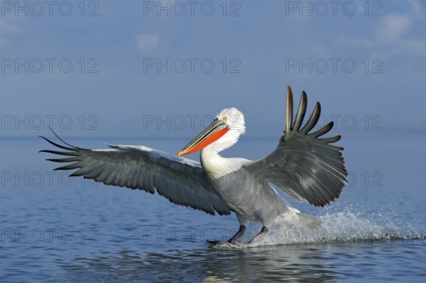 Dalmatian pelican, Pelecanus crispus, landing in Lake Kerkini, Greece. Pelican with open wings. Wildlife scene from European nature. Bird landing to the blue lake water. Bird fly