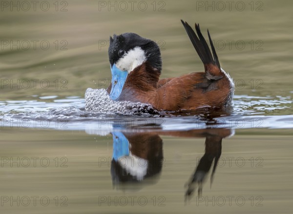 Ruddy Duck (Oxyura jamaicensis) male, British Columbia, Canada