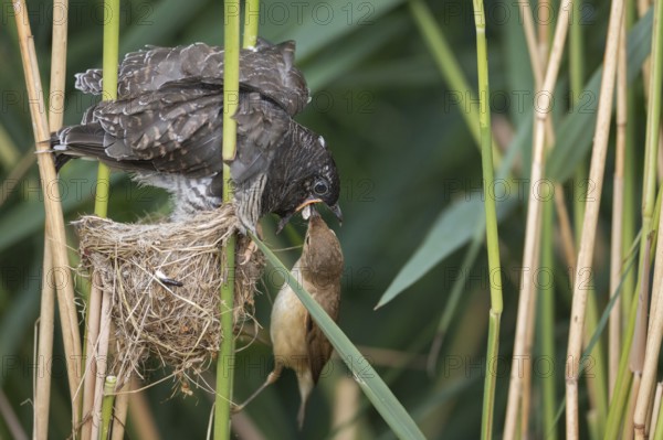 Common Cuckoo & Eurasian Reed Warbler (Cuculus canorus & Acrocephalus scirpaceus) Eurasian Reed Warbler feeding juvenile Common Cuckoo in nest, Saxony-Anhalt, Germany