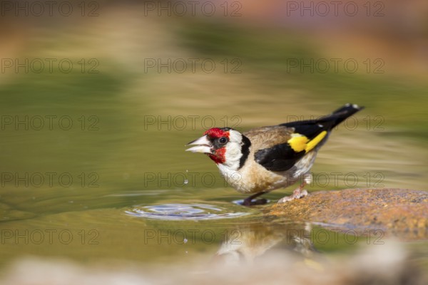 European Goldfinch (Carduelis carduelis) drinking, Asturias, Spain