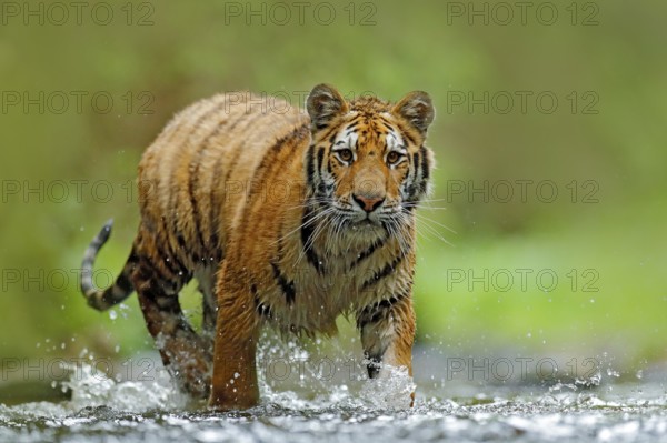 Tiger with splash river water. Tiger action wildlife scene, wild cat, nature habitat. Tiger running in water. Danger animal, tajga in Russia. Animal in the forest stream. Grey stone, river droplet