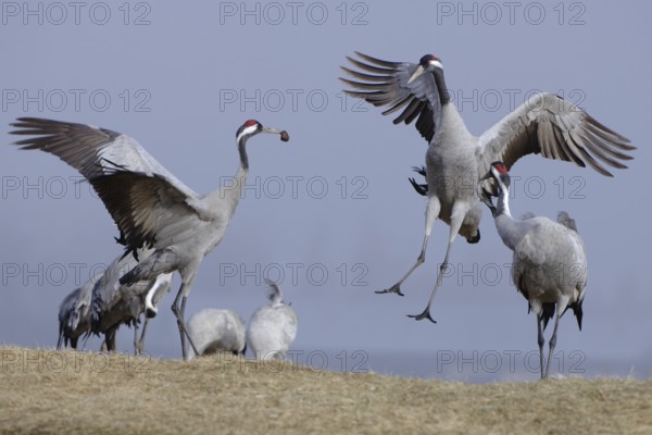 Common Crane (Grus grus) courting, Vaestergoetland, Sweden