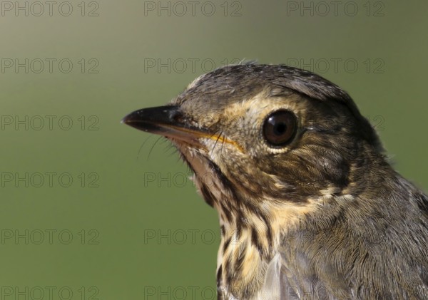 Swainson's Thrush (Catharus ustulatus), Saskatchewan, Canada