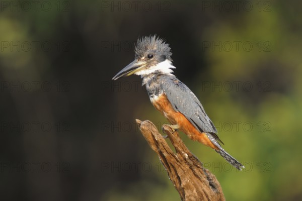 Ringed Kingfisher (Megaceryle torquata), Pantanal, Brazil