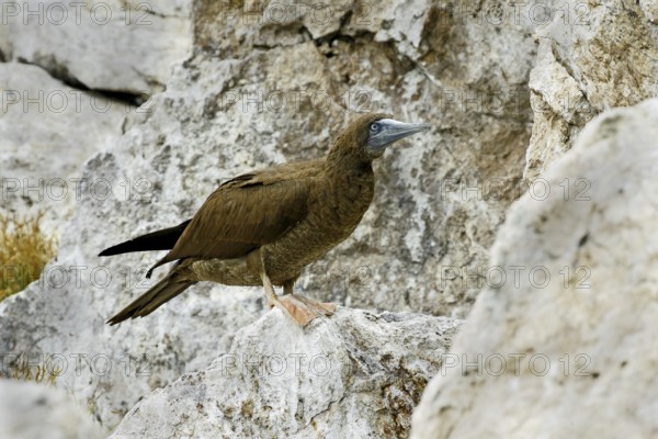 Brown Booby Sula leucogaster brewsteri Las Marietas Islands, Bahia de Banderas, Jalisco, Mexico 1 April Juvenile Sulidae
