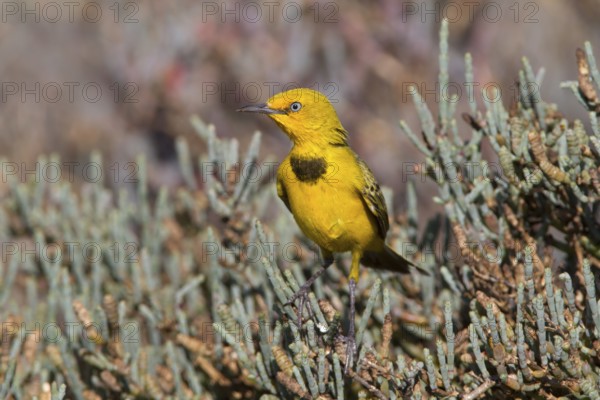 Yellow Chat (Epthianura crocea) male, Western Australia, Australia
