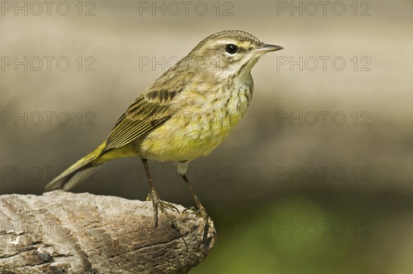Palm Warbler (Setophaga palmarum hypochrysea), Florida, USA