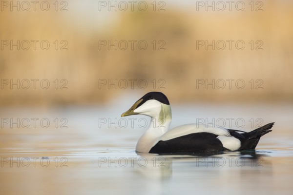Common Eider (Somateria mollissima) male, Thurgovia, Switzerland