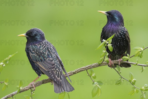 Common Starling (Sturnus vulgaris), Brandenburg, Germany