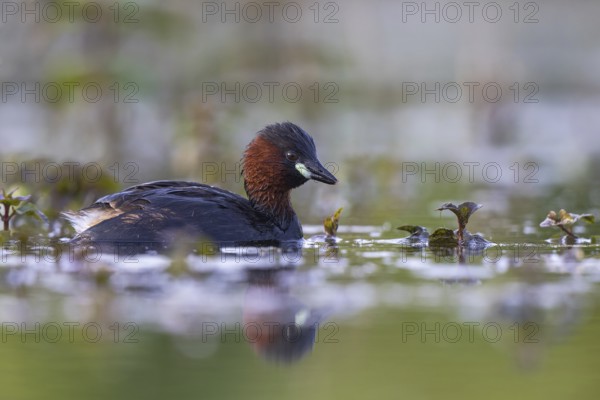 Little Grebe (Tachybaptus ruficollis), North Rhine-Westphalia, Germany