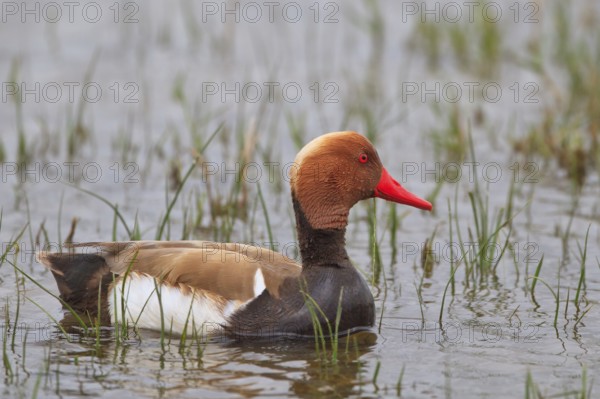 Red-crested Pochard (Netta rufina) male, Mallorca, Spain