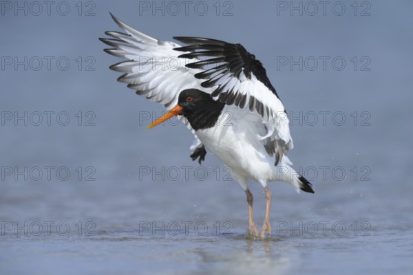 Eurasian Oystercatcher (Haematopus ostralegus), Schleswig-Holstein, Germany