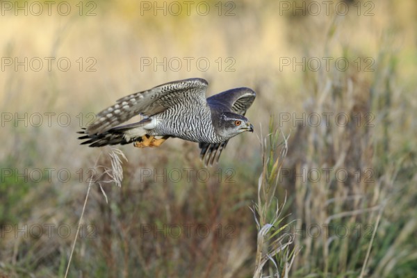 Habicht, lat. Accipiter gentilis, im niedrigen Flug über einer Wiese im Abendlicht