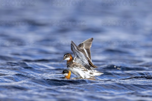 Red-necked phalarope, northern phalarope (Phalaropus lobatus) male and female couple in breeding plumage mating in pond on tundra in spring, Sweden