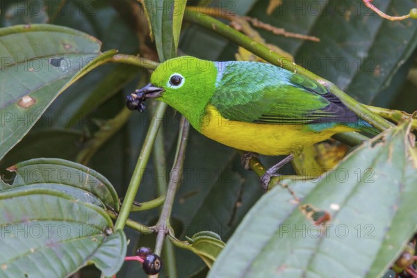 Blue-naped Chlorophonia (Chlorophonia cyanea) perched on a branch in Manu National Park, Peru