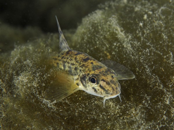 Gudgeon (Gobio gobio), camouflaged among algae. Dive site Zollbrücke, Rheinau, Canton Zurich, Rhine, High Rhine, Switzerland, Germany