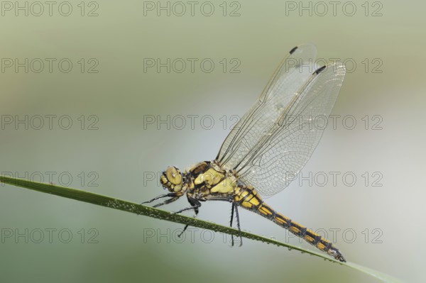 Black-tailed Skimmer (Orthetrum cancellatum), female, North Rhine-Westphalia, Germany