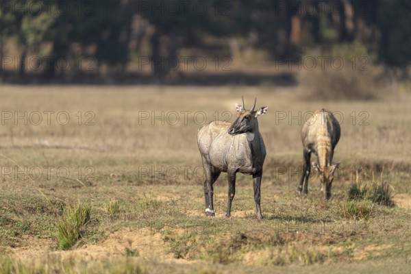 Nilga antelopes (Boselaphus tragocamelus), Bandhavgarh National Park, Gohadi, Manpur, Madhya Pradesh, India