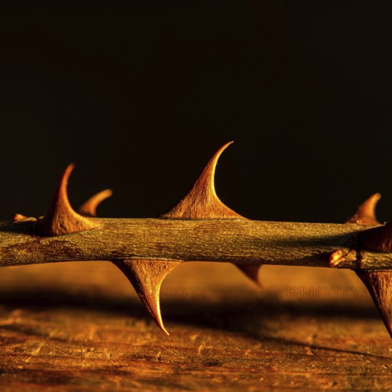 Sharp thorns are illuminated by a warm glow, highlighting their texture and form. The dark background emphasizes the intricate details of the thorny branch