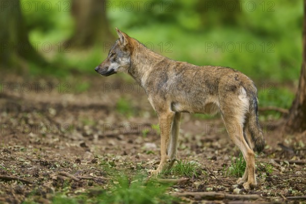 Wolf standing attentively in the forest and observing the surroundings, Wolf (Canis Lupus), Germany