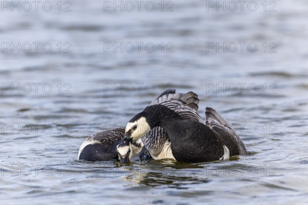 White-fronted Goose (Branta leucopsis), Geese (Anseriformes), Mating in the water, Aventdalen, Longyearbyen, Spitsbergen, Svalbard