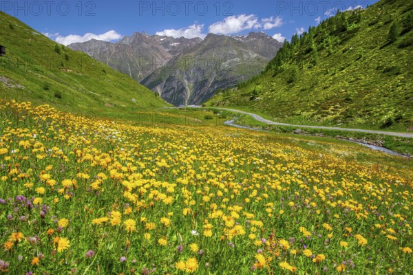 Blooming mountain meadow on the Ötztal glacier road, Sölden, Ötztal, Ötztal Alps, Tyrol, Austria