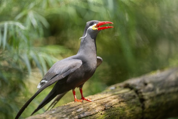Inca tern (Larosterna inca) sitting on an old wood, captive, Zoo Augsburg, Germany
