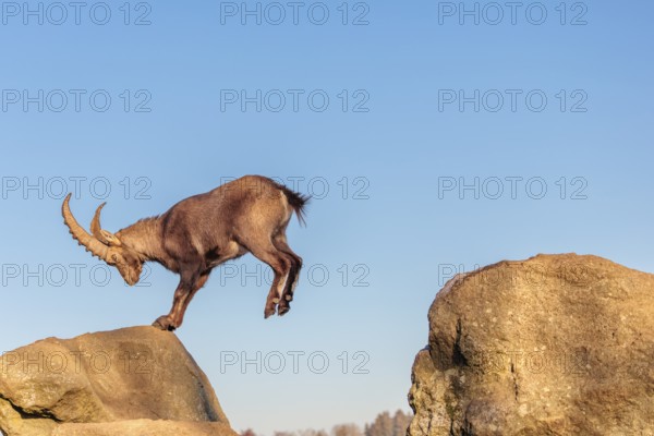 A male ibex (Capra ibex) leaps from rock to rock in the warm evening light. A blue sky can be seen in the background. Carinthia, Austria
