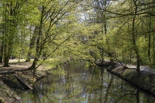 Trees with fresh greenery by the river Dalke, Stadtpark, Gütersloh, Westphalia, North Rhine-Westphalia, Germany
