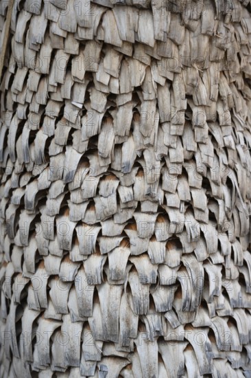Trunk of a yucca palm (Yucca), Close up, Bavaria, Germany