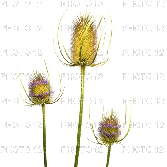 Three distinct thistle-like plants showcase vibrant yellow and purple hues against a white background, highlighting their intricate textures and forms in soft, natural light