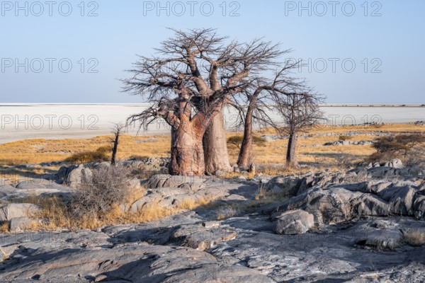 African baobab or baobab tree (Adansonia digitata), arid landscape, Kubu Island (Lekubu), Sowa Pan, Makgadikgadi salt pans, Botswana
