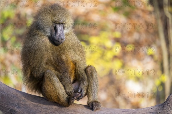 Guinea baboon (Papio papio) sitting on the ground, Bavaria, Germany Europe
